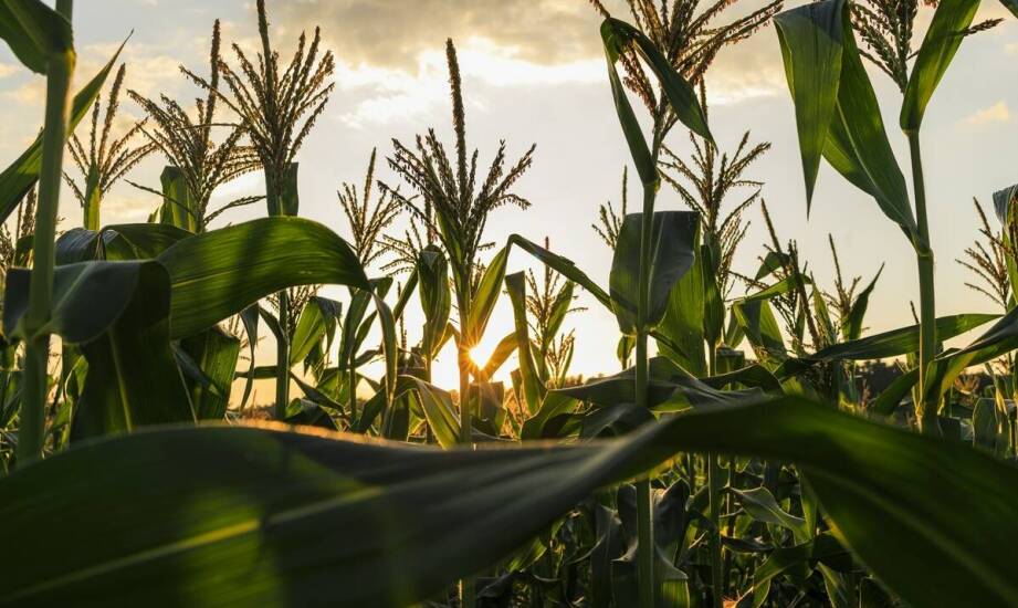 Strategie poprawy plonów dzięki nasionom kukurydzy IGP
