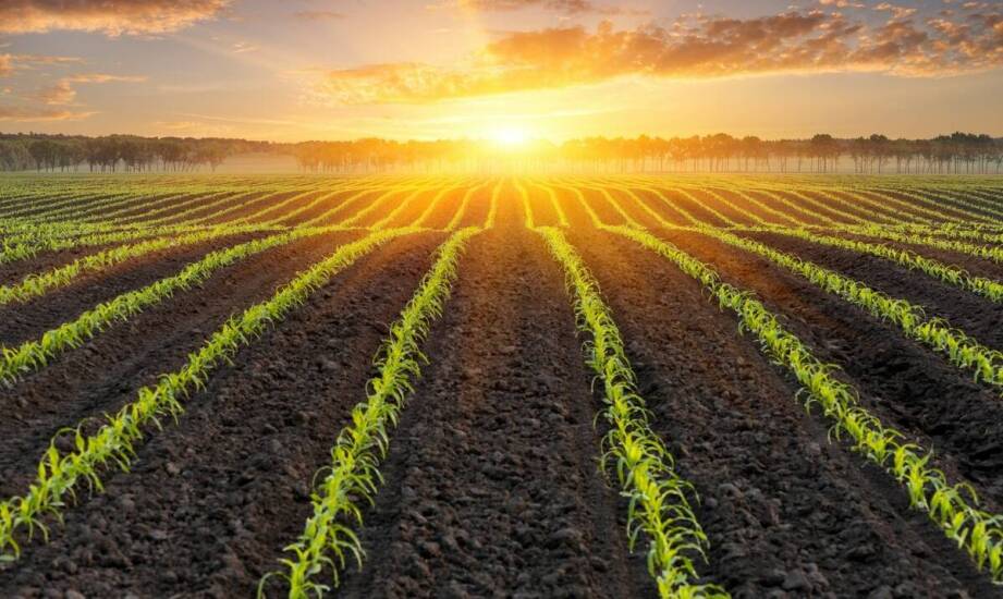 Jakie czynniki wpływają na plonowanie wczesnej kukurydzy?