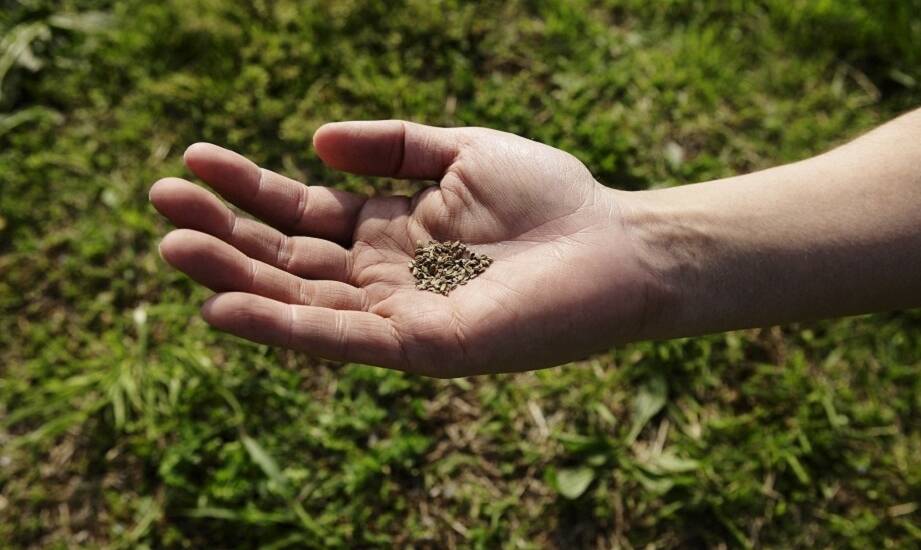Wybór nasion pietruszki – kluczowe czynniki dla udanej uprawy