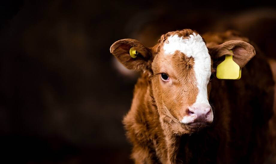 Rola białka w rozwoju cieląt – znaczenie mlecznych preparatów
