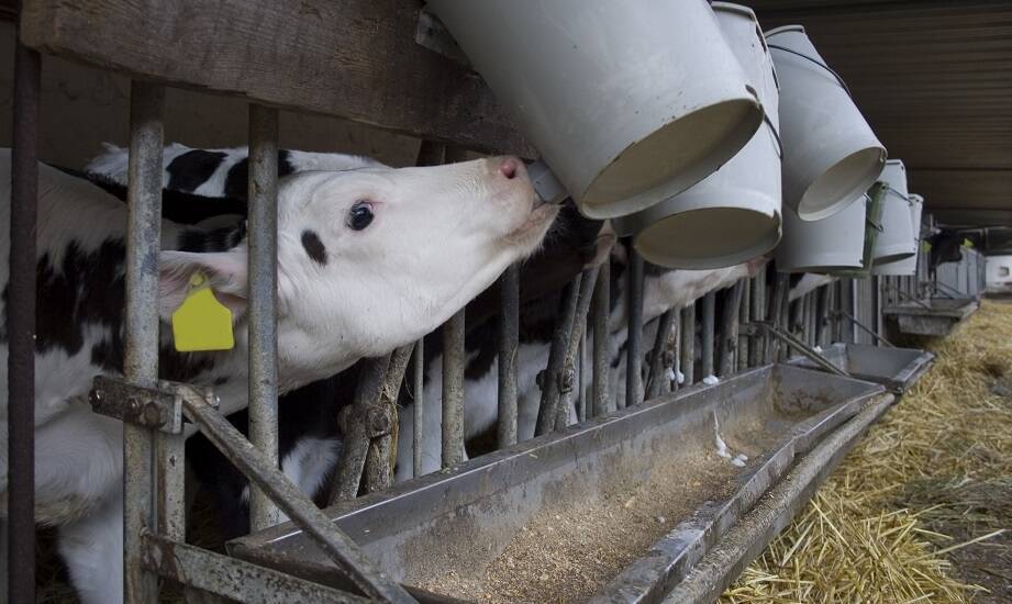 Jakie składniki odżywcze powinny zawierać produkty mlekozastępcze dla optymalnego zdrowia cieląt?