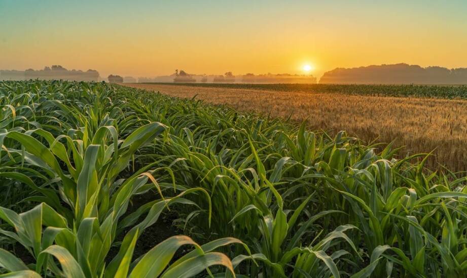 Wpływ dolistnych nawozów na rozwój kukurydzy kokuna