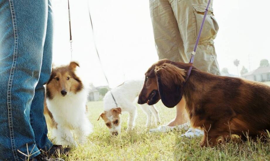 Jakie są zalety socjalizacji dla psów w szkole?