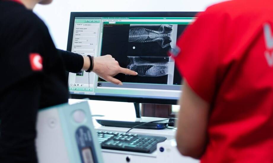 Jakie metody nowoczesne stosowane są w diagnostyce dysplazji u psów?