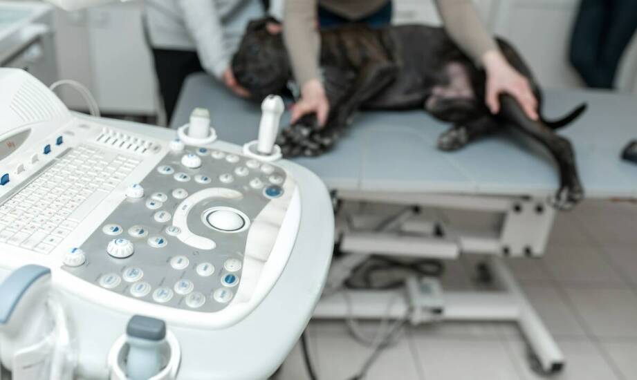 Jakie są najnowsze metody leczenia schorzeń kręgosłupa u psów?