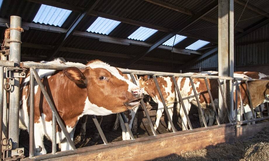 Praktyczne porady dotyczące wyboru mineralnych bolusów dla krów