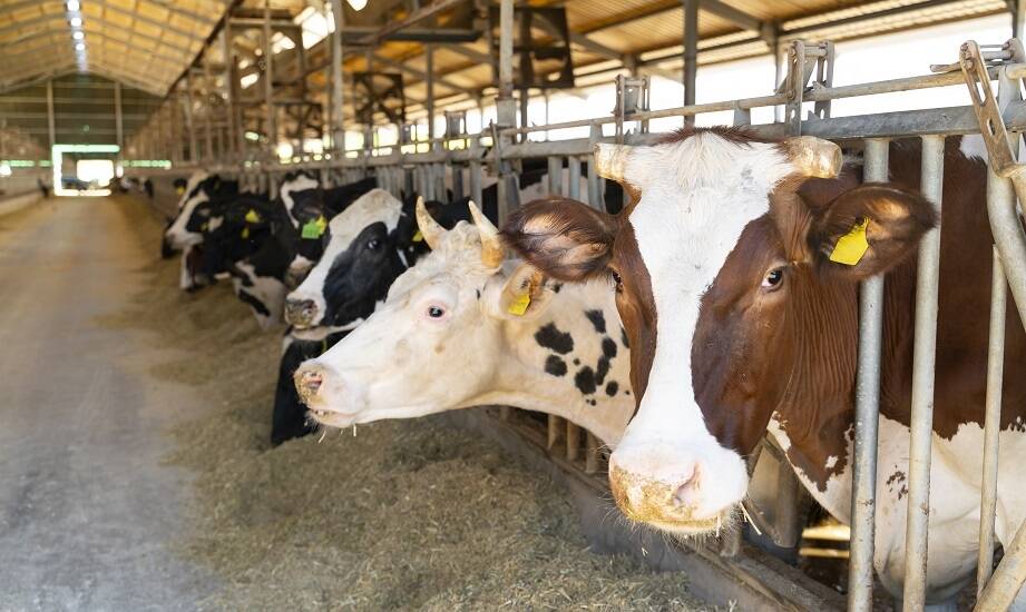 Wpływ bolusów na zdrowie wątroby u krów mlecznych