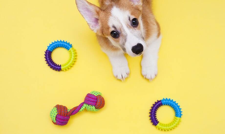 Ręcznie wykonane zabawki dla psów z naturalnych materiałów – co oferuje sklep we Warszawie?