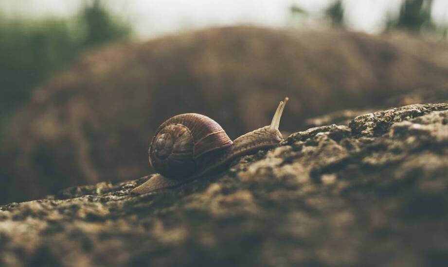 Jakie wyzwania przynosi zmiana klimatu dla hodowli ślimaków?