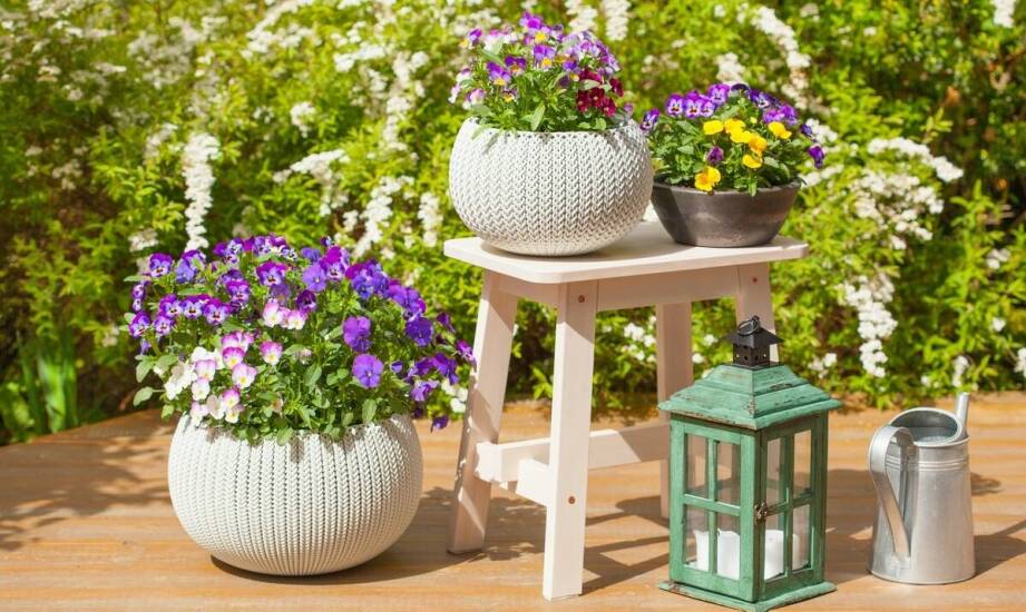 Trendy ogrodowe: druciane donice jako must-have sezonu