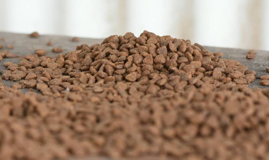 Jakie są zalety i wady suchych karm dla kotów?