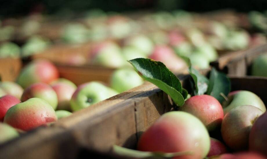 Innowacyjne metody przechowywania jabłek odmiany Idared