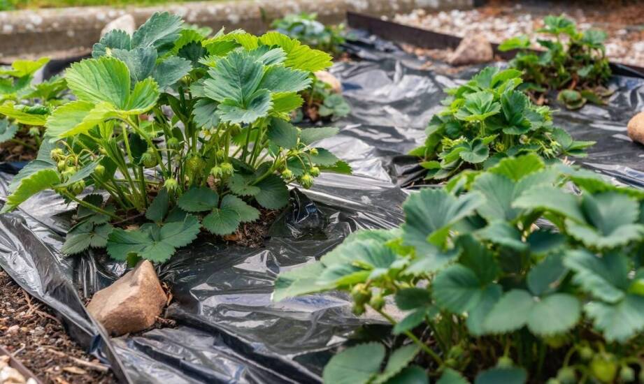Jak papierowe uszczelki wpływają na efektywność nawożenia?