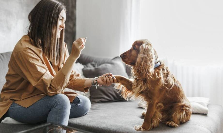 Znaczenie rehabilitacji psów po trudnych doświadczeniach w procesie adopcyjnym