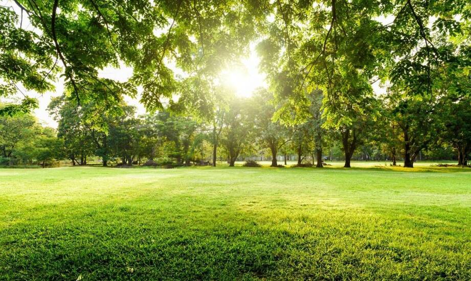 Zastosowanie samozagęszczającej trawy renowacyjnej w miejskich parkach