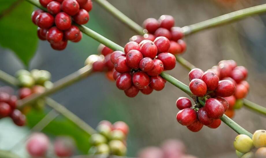 Zastosowanie kofeiny w kosmetologii: jak poprawia mikrokrążenie?