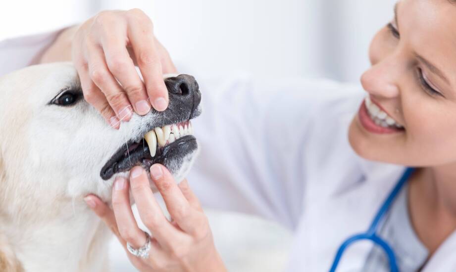 Kiedy zgłosić się do stomatologa weterynarza z problemami zębów u zwierząt?