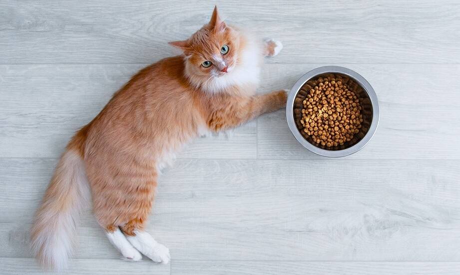 Korzyści z wyboru hipoalergicznych karm dla kotów Naturea