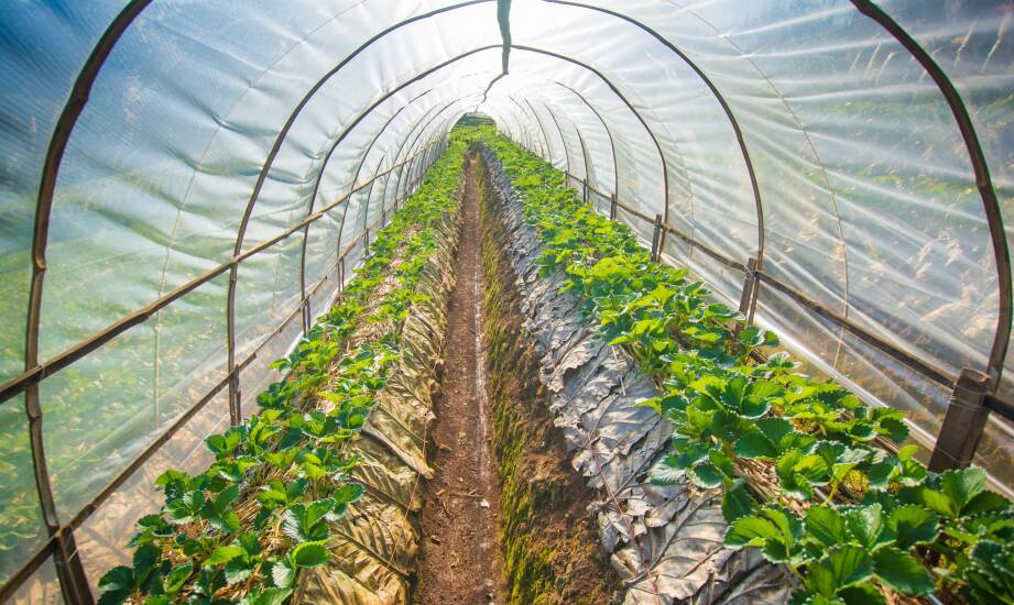 Wpływ jakości folii na trwałość foliowych tuneli