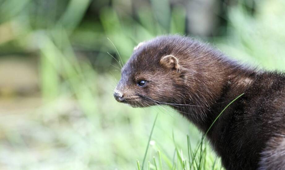 Skuteczne techniki stosowane przez ekspertów w zwalczaniu kun