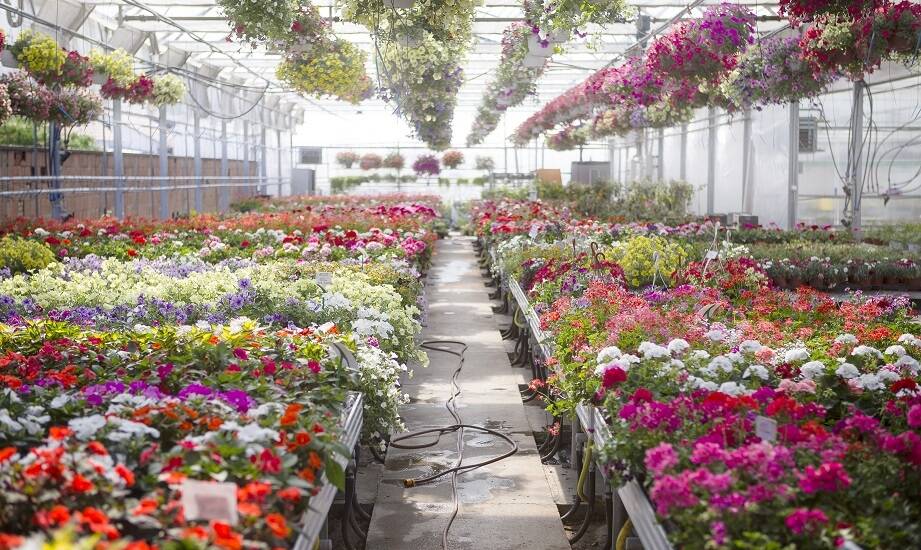 Dlaczego florystyczne hurtownie są kluczowe dla dekoracyjnej branży?