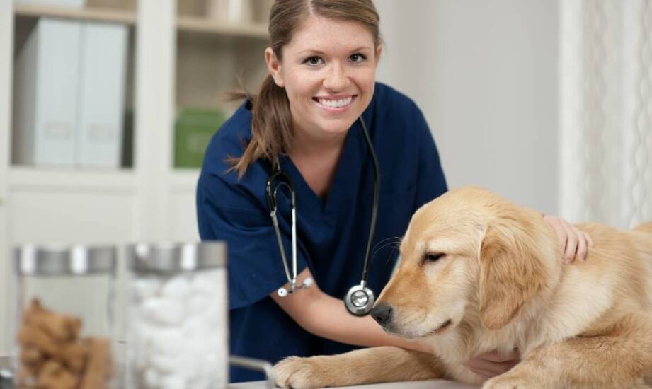 Jakie usługi oferuje dermatolog weterynarz w lecznicy dla zwierząt?