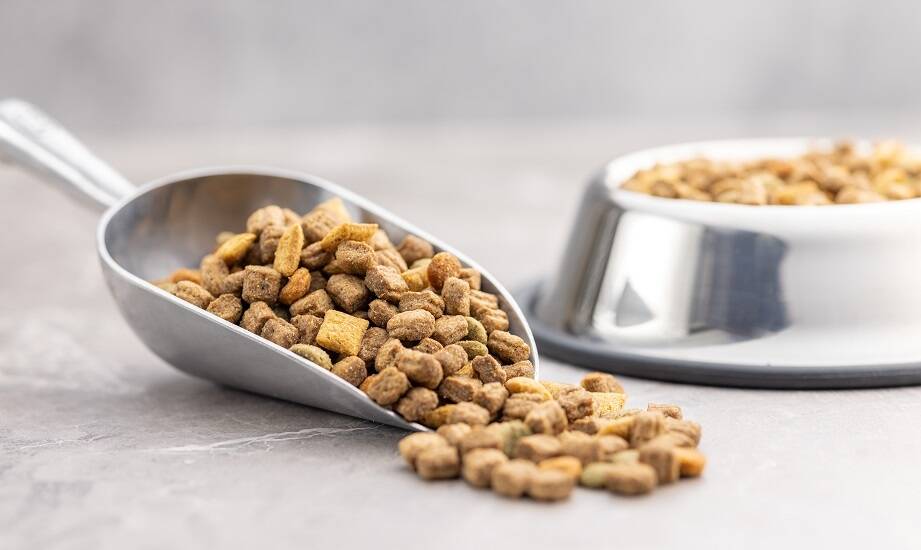Dlaczego warto wybierać suchą karmę dla kota z dodatkiem błonnika?