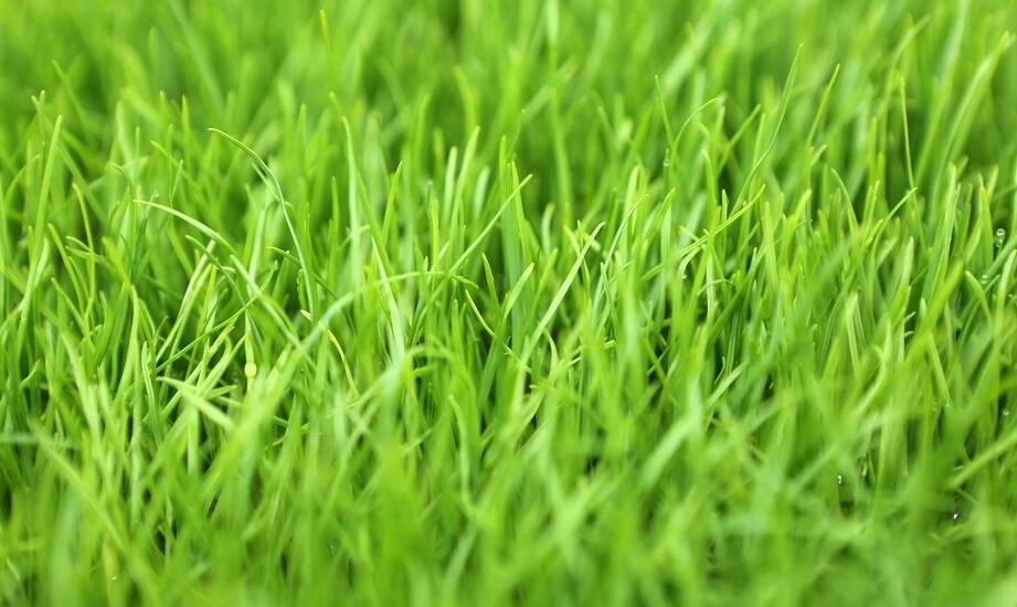 Wybór odpowiednich trawnikowych mieszanek dla profesjonalistów