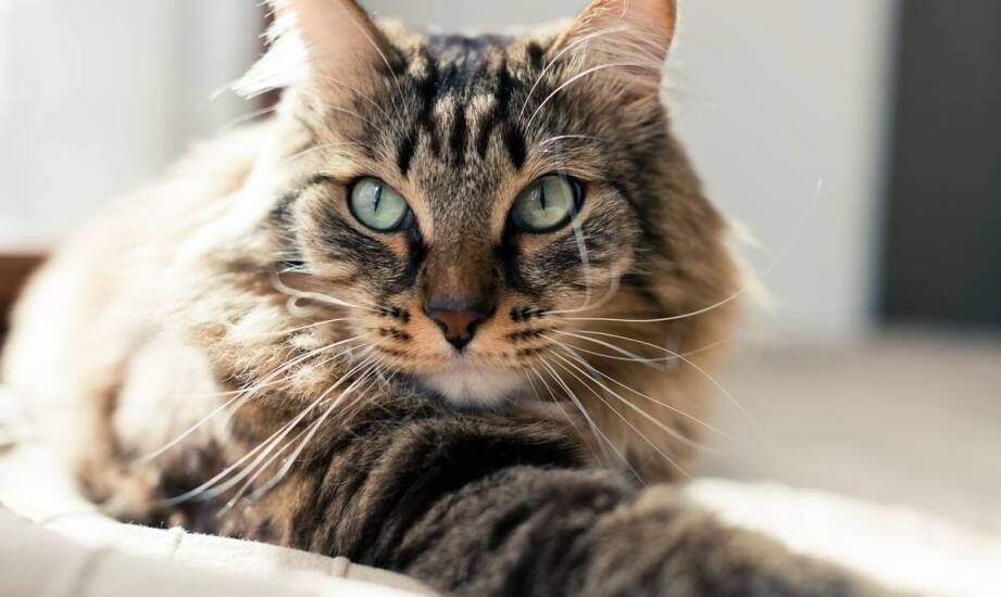 Rola wspólnej przestrzeni w wspieraniu socjalizacji między kotami