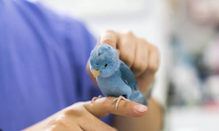 Kiedy warto zasięgnąć porady dermatologa weterynarza dla egzotycznych zwierząt?