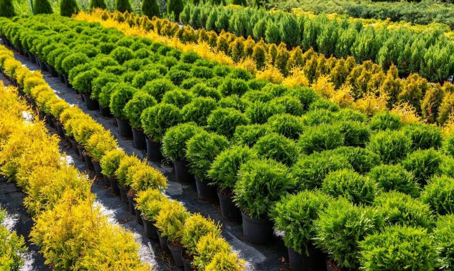 Jakie ozdobne trawy warto kupić w sklepie ogrodniczym w Warszawie?