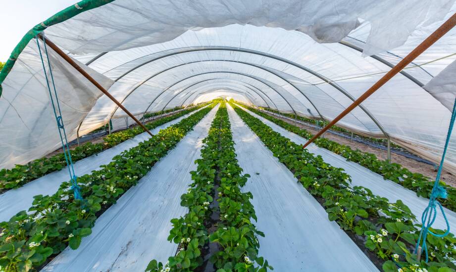 Jak systemy ogrzewania wpływają na produkcję całoroczną w tunelach foliowych?
