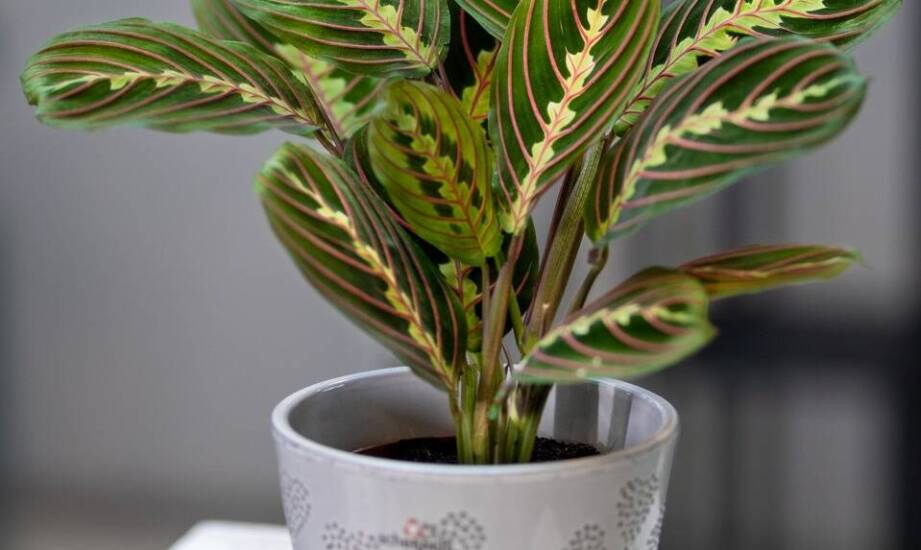 Sansewieria wysoka – idealne warunki do wzrostu w domu