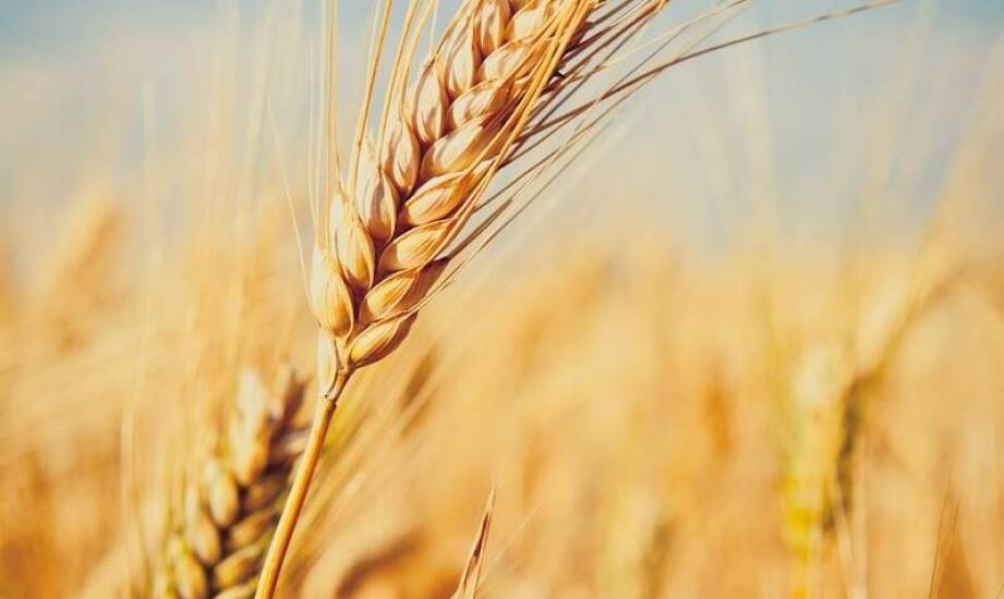 Rola kwalifikowanego owsa w zrównoważonym rozwoju gospodarstwa rolnego