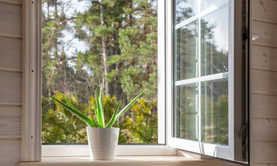 Cylindryczna wężownica: jak zapewnić jej optymalne warunki wzrostu w domu?