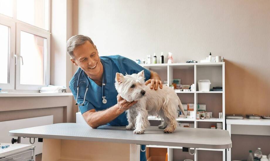 Usługi internistyczne dla zwierząt oferowane przez weterynaryjny gabinet w Ursusie