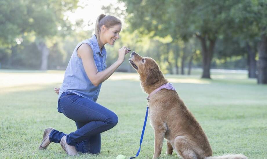 Praca węchowa w szkoleniu psów: jakie umiejętności rozwija?