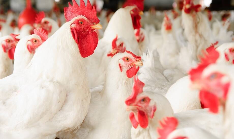 Hurt drobiu: zróżnicowanie oferty na rynkach krajowych i zagranicznych