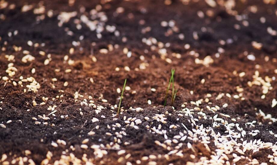 Efektywność hydrosiewu w różnych klimatycznych warunkach