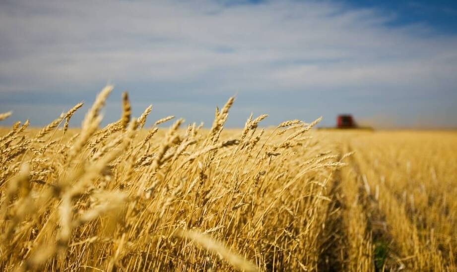 Jare zboża a ich potencjał w produkcji odnawialnej energii