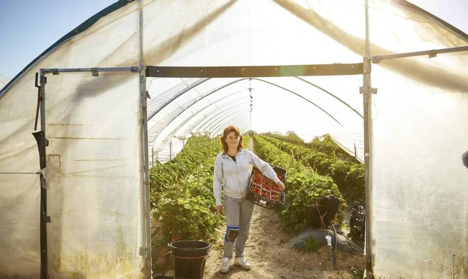 Jakie są korzyści płynące z regularnych szkoleń dotyczących obsługi opryskiwaczy w jagodnikach?