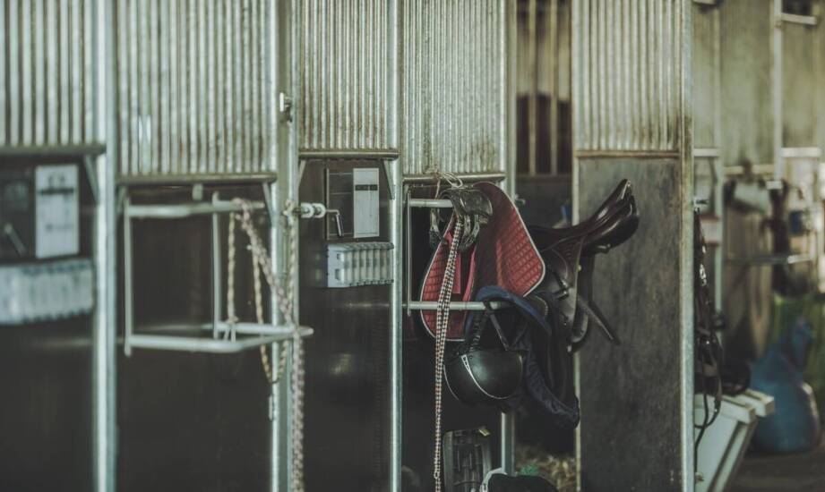 Jak sklep Equine wspiera zdrowie koni poprzez innowacyjne suplementy?