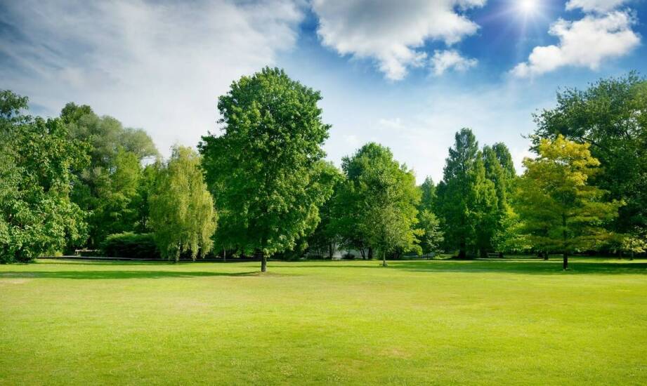 Wybór uniwersalnych traw a odporność trawnika na niekorzystne warunki pogodowe