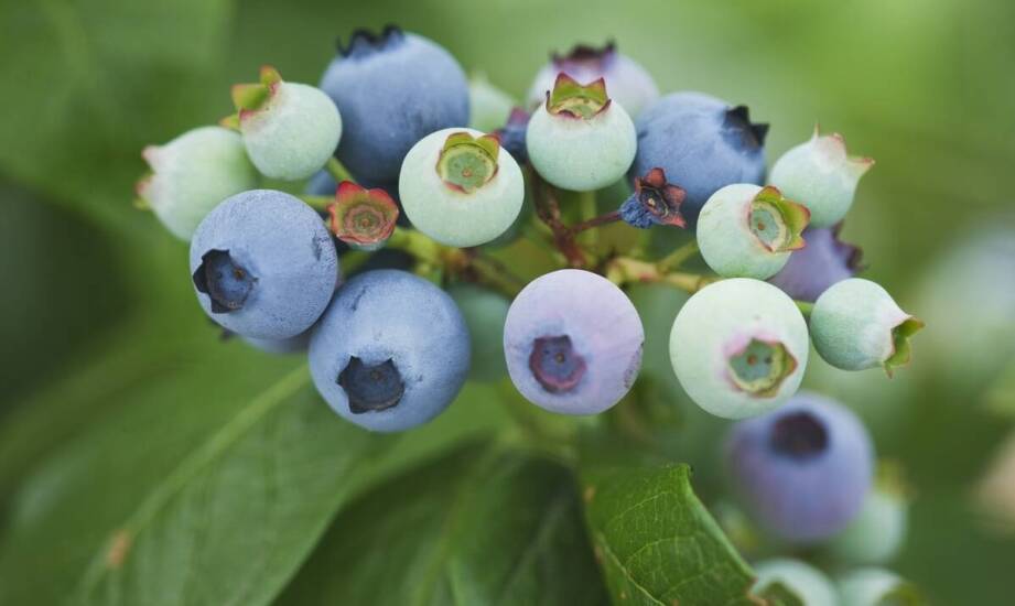 Wpływ nowoczesnych technologii na jakość i ilość plonów borówek