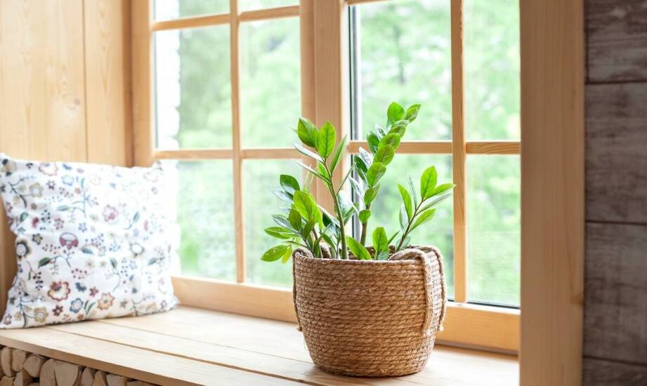 Jak przygotować niedośpian do zimowania w warunkach domowych?