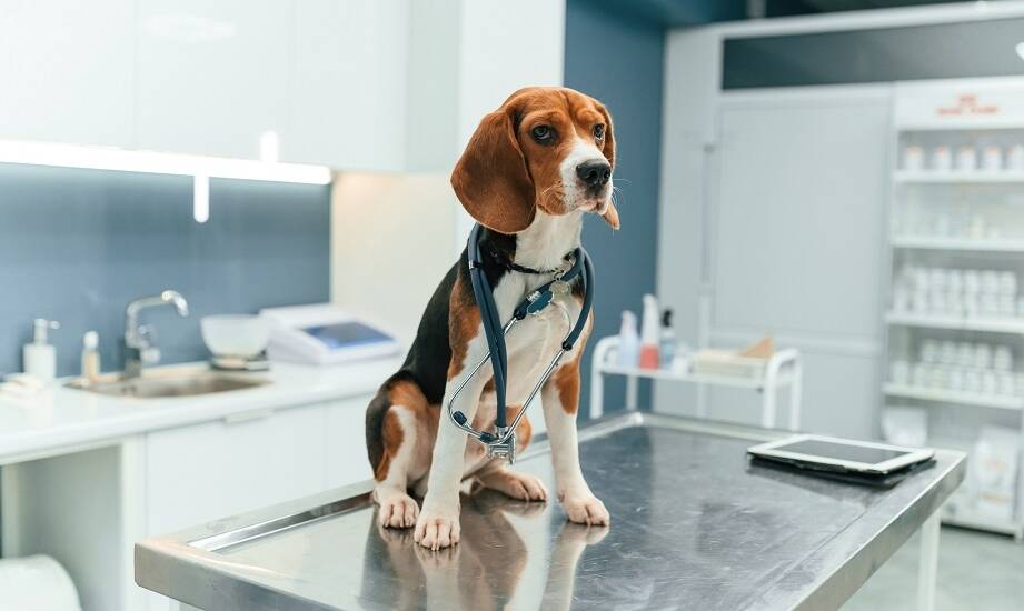 Jak weterynaryjny stół wpływa na efektywność pracy z pacjentem?