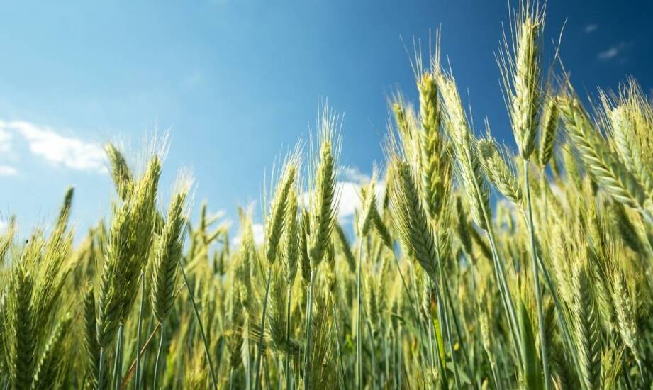 Jakie są ekonomiczne korzyści z stosowania jarego żyta jako poplonu?