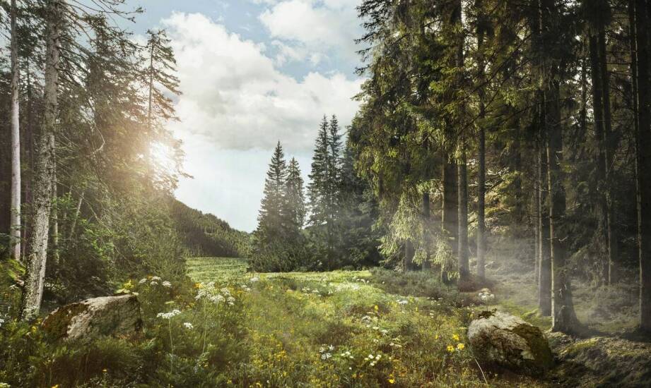 Zalety ekologicznych produktów z polskich lasów