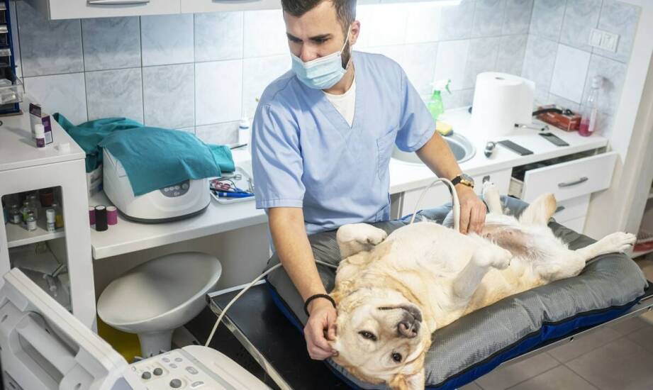 Rola położnictwa i ginekologii w opiece nad psami: dostępne usługi