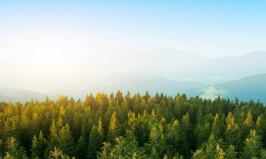 Znaczenie ochrony środowiska dla prawa działalności gospodarczej